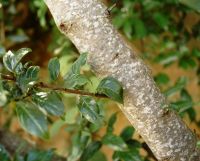 Rhamnus prinoides bark