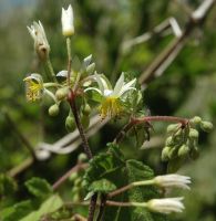 Sparrmannia ricinocarpa flowers