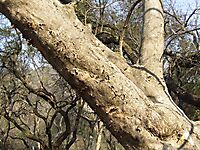Combretum erythrophyllum flaking bark