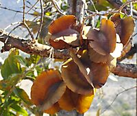 Combretum zeyheri fruits