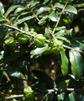 Diospyros whyteana green bladder fruits