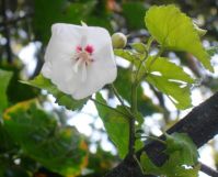 Dombeya pulchra flower