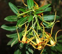 Strophanthus speciosus flowers