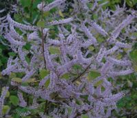 Tetradenia riparia male flowers