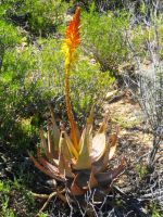 Aloe microstigma flowering
