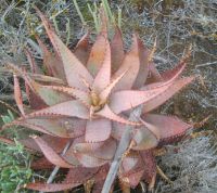 Aloe microstigma leaf rosette