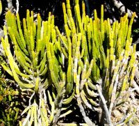 Euphorbia tetragona stems