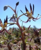 Ornithoglossum vulgare, the Karoo slangkop