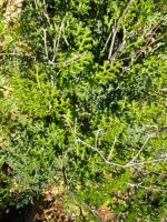 Pelargonium crithmifolium leaves and old flower stalks