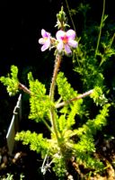 Pelargonium hirtum