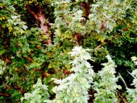 Leucosidea sericea dense foliage