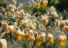 Hermannia desertorum