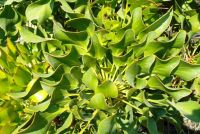 Protea cynaroides leaves