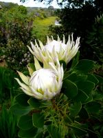 Protea cynaroides white flowerheads
