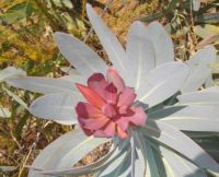 Protea nitida stem-tip leaves