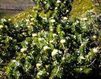 Protea nitida tree in flower