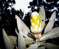 Protea nitida bud in an early oblong stage
