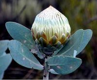 Protea nitida bud in the globose stage