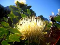 Protea nitida flowerhead when the end is near