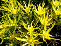 Leucadendron xanthoconus male flowers