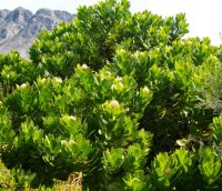 Leucospermum conocarpodendron subsp. viridum