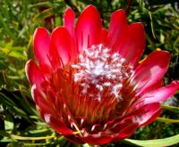 Protea repens, producer of honey syrup