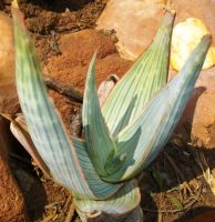 Aloe striata young leaves