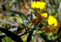 Psiadia punctulata flowerheads