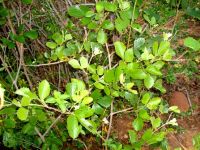 Rhoicissus tridentata subsp. cuneifolia