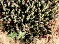 Huernia transvaalensis mature plant