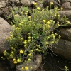 Helichrysum trilineatum in Lesotho
