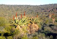 Undisturbed veld with Aloe ferox in the Little Karoo