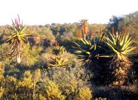 Aloe ferox variations in inflorescence