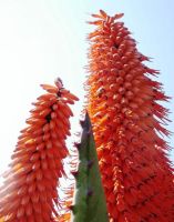 Aloe ferox flower