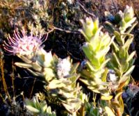 Leucospermum calligerum flowerhead and stem-tips