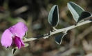 Podalyria myrtillifolia flower