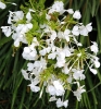 Plumbago auriculata with white flower