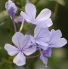 Plumbago auriculata flower