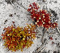 Crassula expansa subsp. filicaulis flowering