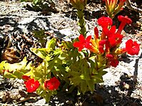 Crassula coccinea flowering red