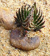 Crassula alpestris subsp. alpestris in its sandy cloak