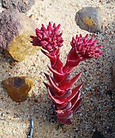 Crassula alpestris subsp. alpestris
