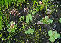 Crassula capensis plants in comfort