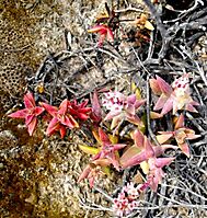Crassula capitella subsp. thyrsiflora