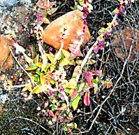 Crassula capitella subsp. thyrsiflora making new plants