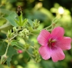 Pavonia flower 