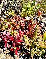 Crassula capitella subsp. thyrsiflora leaf colours
