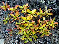 Crassula cultrata leaves
