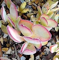 Crassula atropurpurea leaves