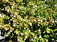 Crassula pellucida flowering